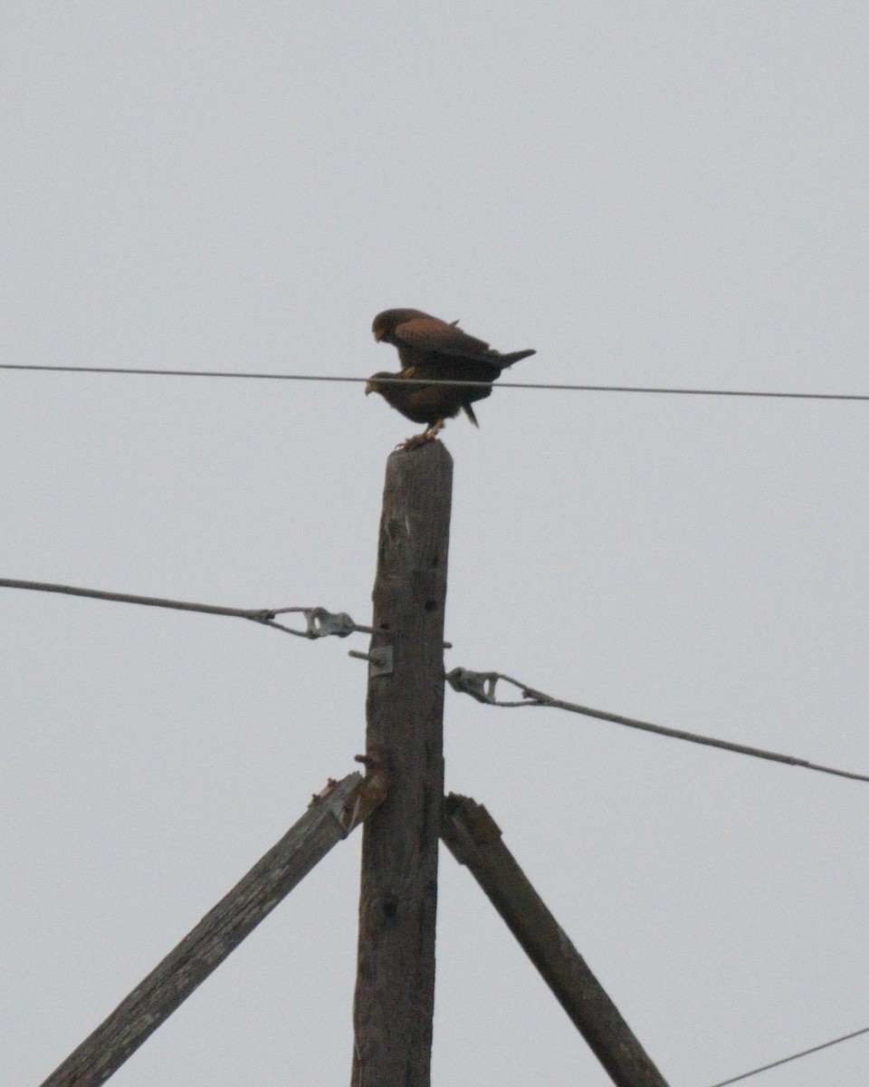 Harris's Hawk - ML643256318