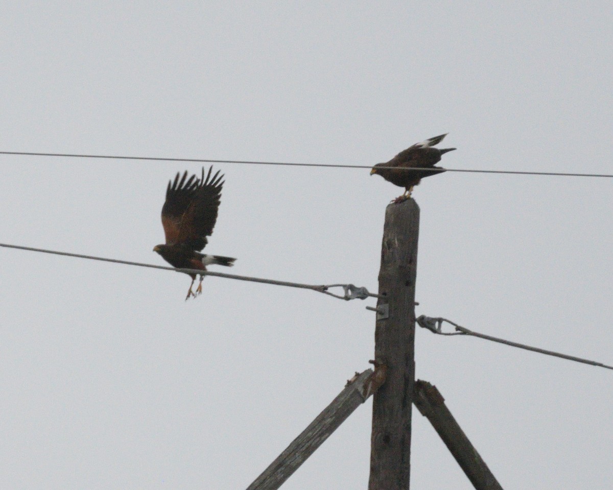 Harris's Hawk - ML643256319