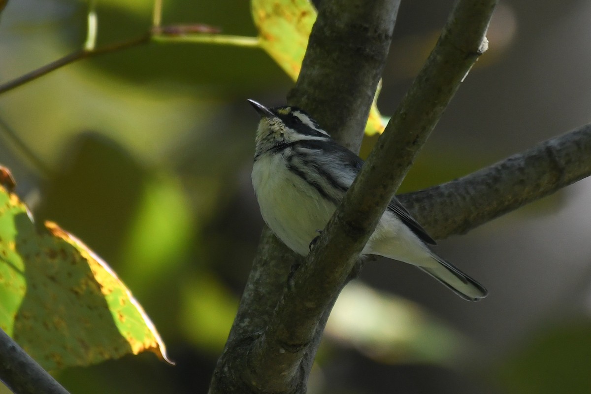 Black-throated Gray Warbler - ML643256350