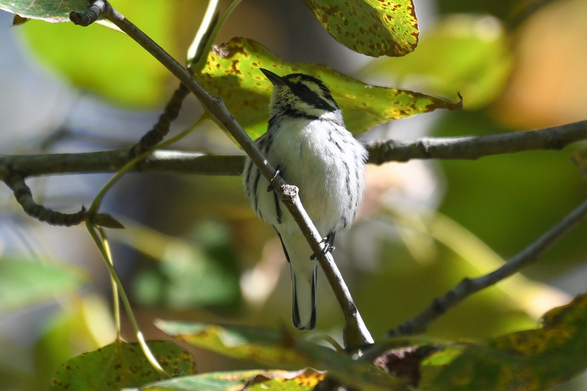 Black-throated Gray Warbler - ML643256351