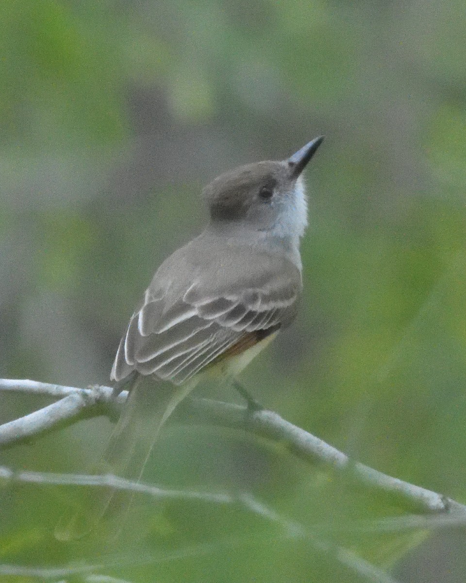 Brown-crested Flycatcher - ML643256352