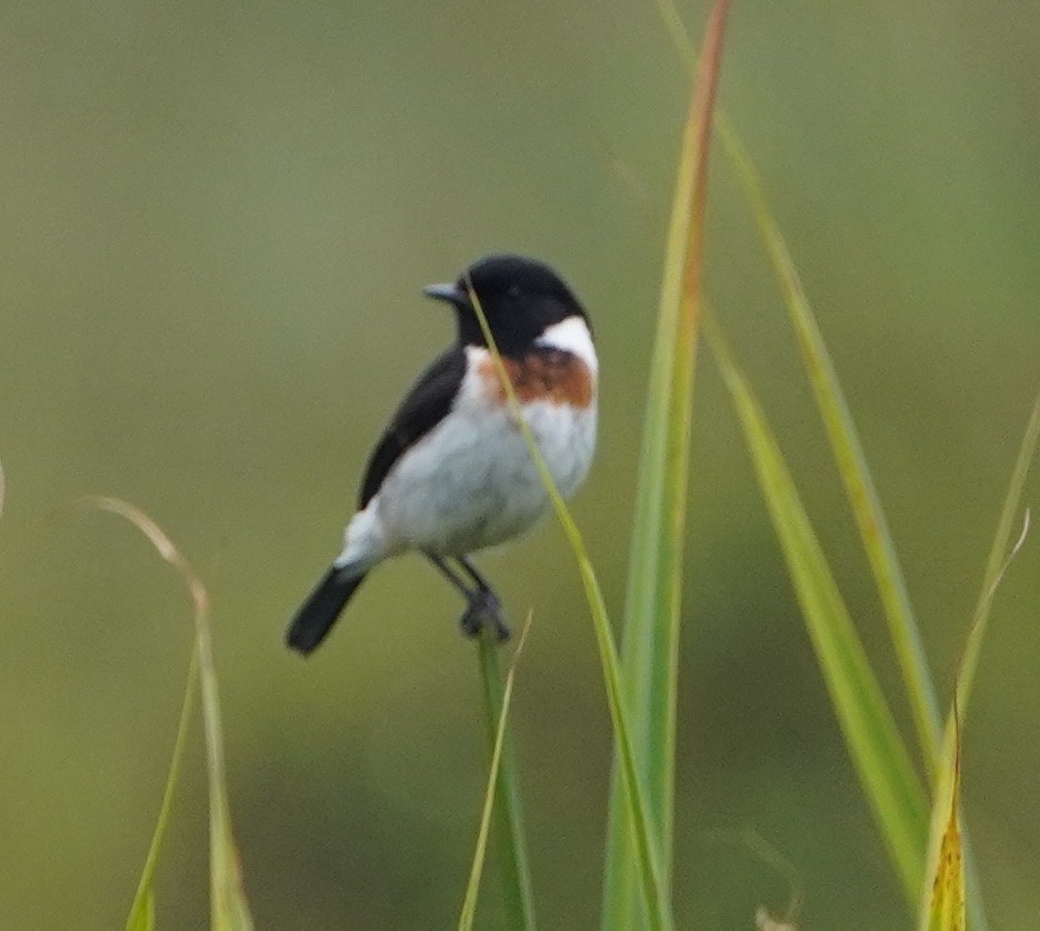 African Stonechat - ML643256353