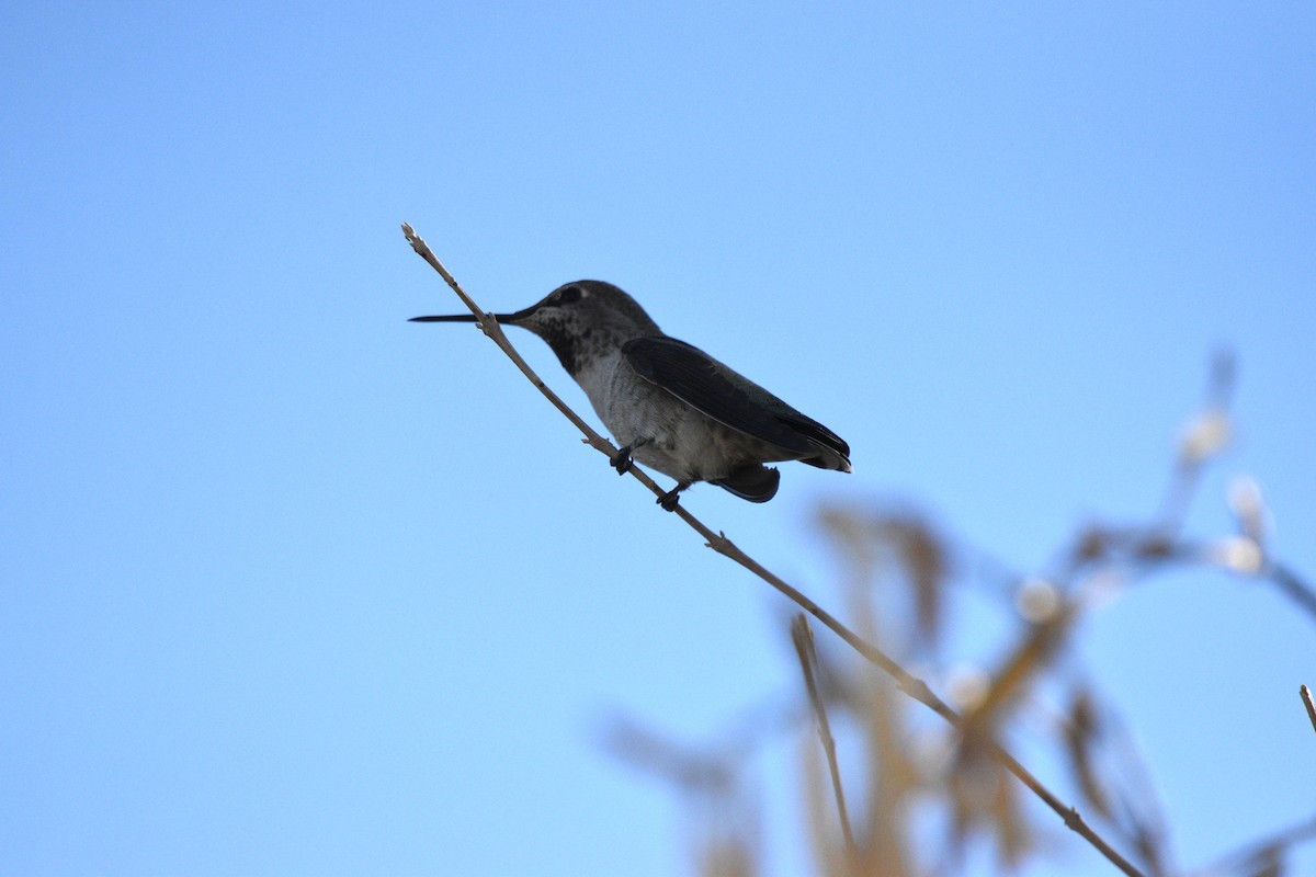 Anna's Hummingbird - ML643256358