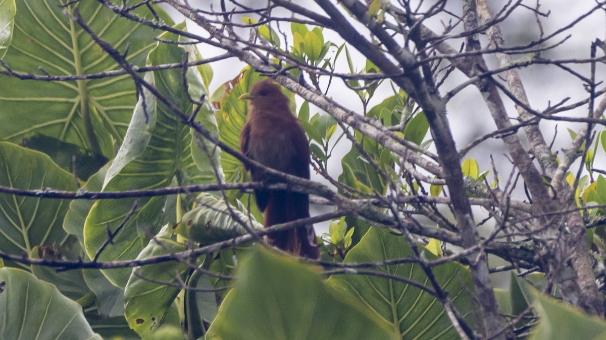 Little Cuckoo - ML643256369
