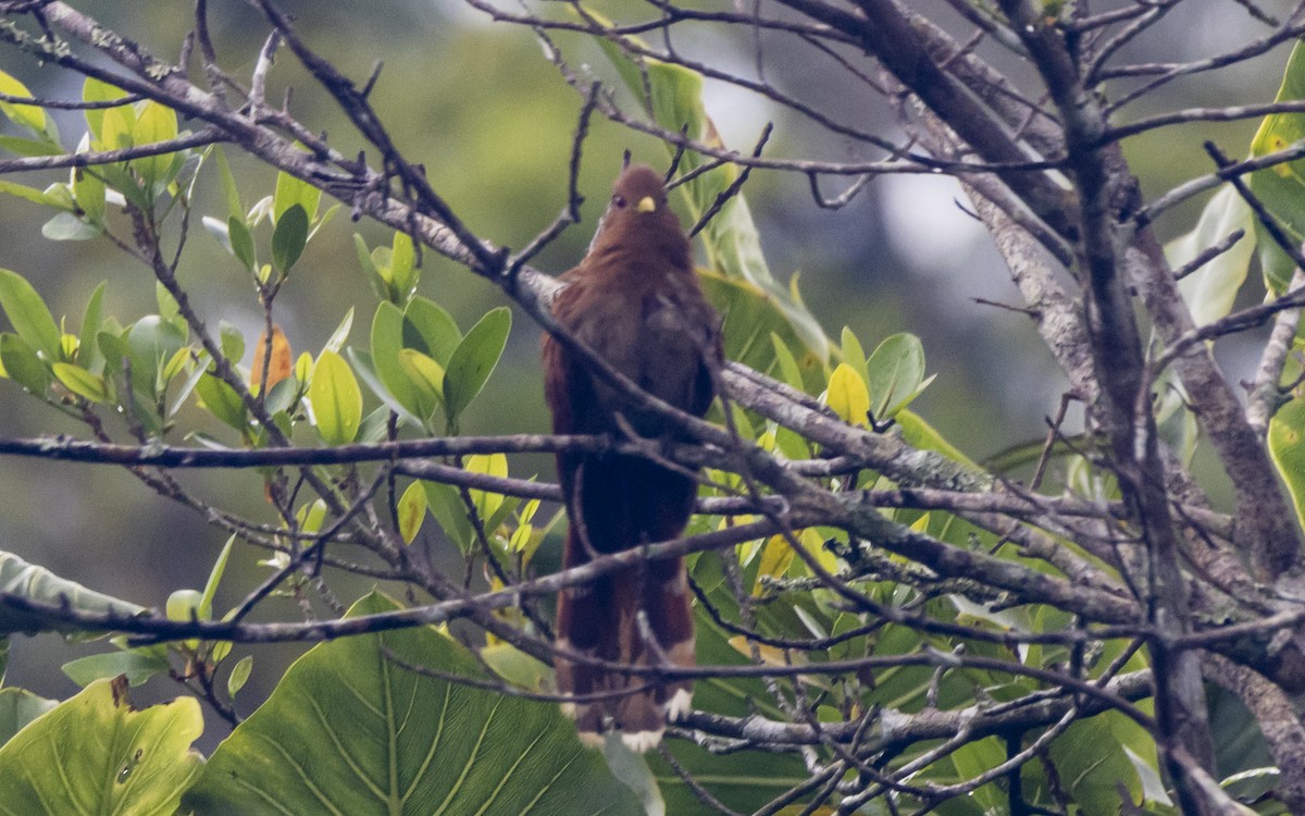 Little Cuckoo - ML643256370