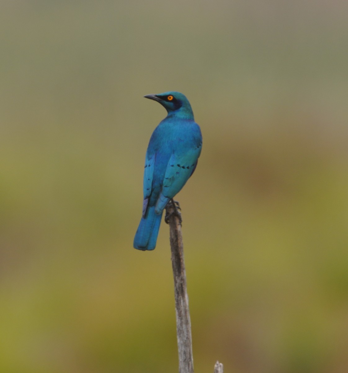 Greater Blue-eared Starling - ML643256378