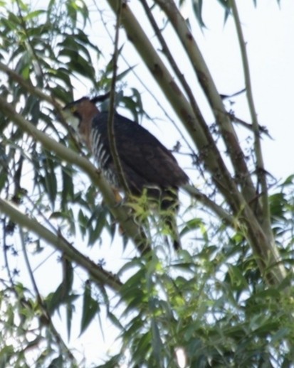 Ornate Hawk-Eagle - ML643256379
