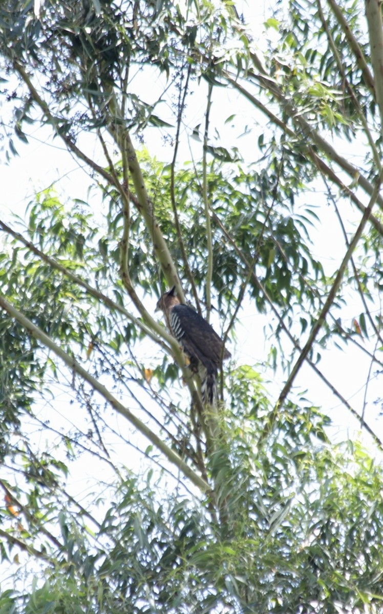 Ornate Hawk-Eagle - ML643256381
