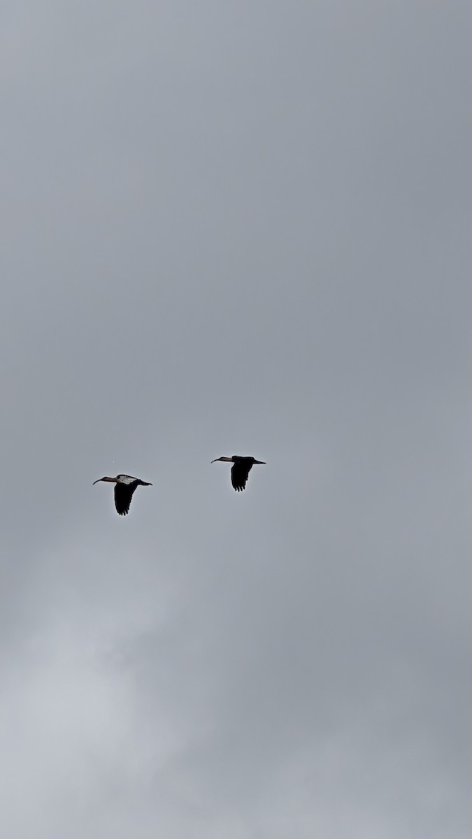 ibis laločnatý - ML643256388
