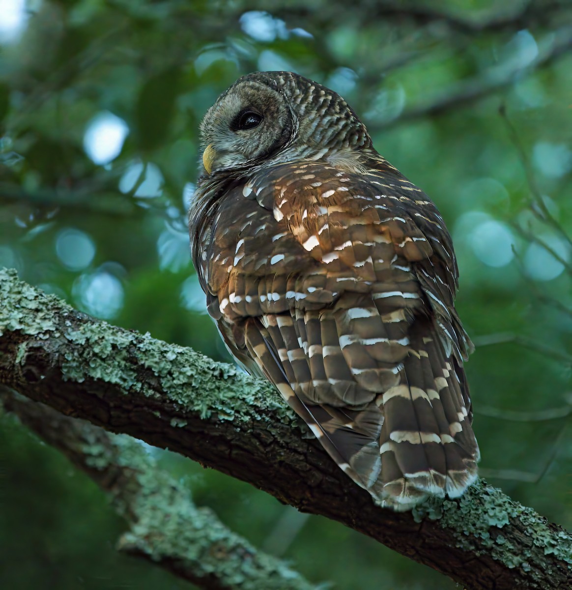 Barred Owl - ML643256395