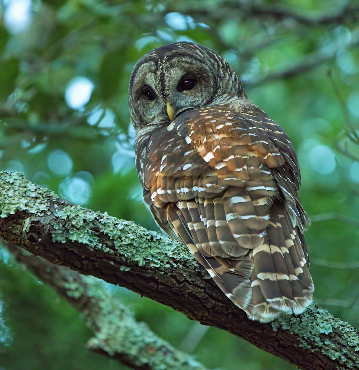 Barred Owl - ML643256402