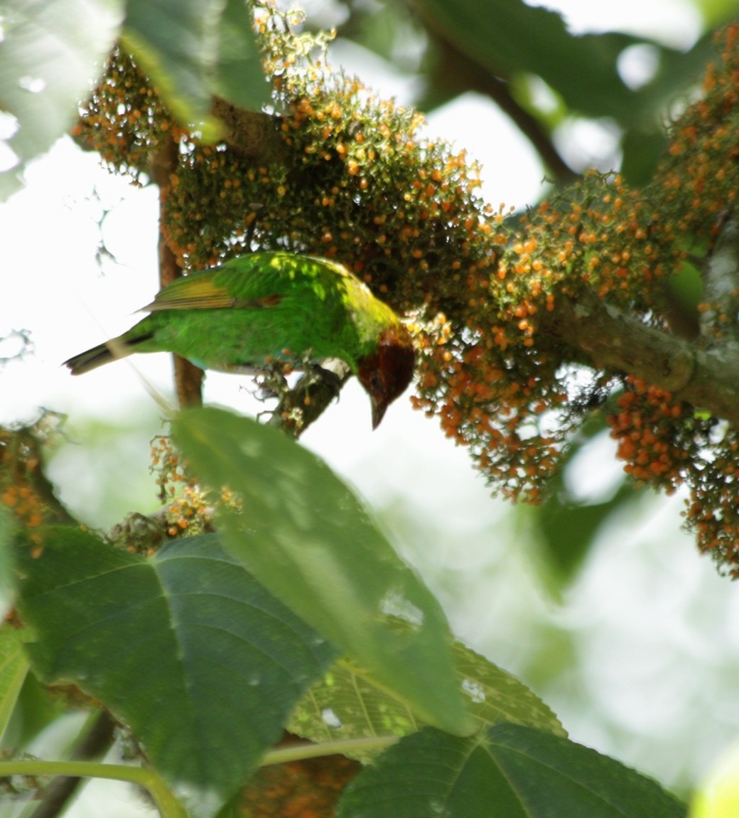 Rufous-winged Tanager - ML643256417