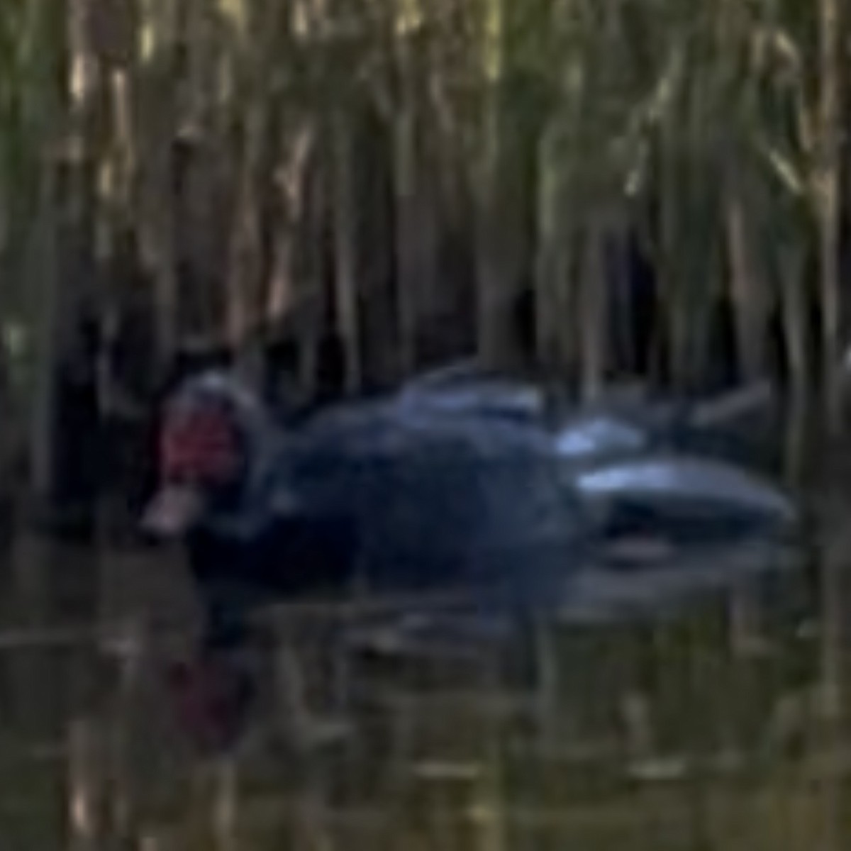 Muscovy Duck (Domestic type) - ML643256424