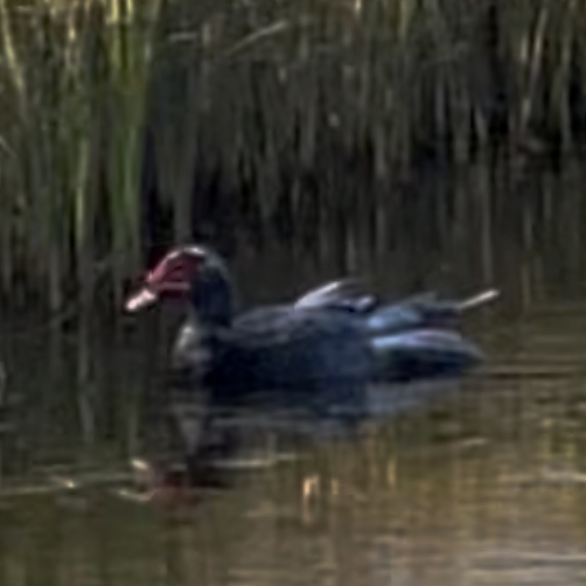 Muscovy Duck (Domestic type) - ML643256425