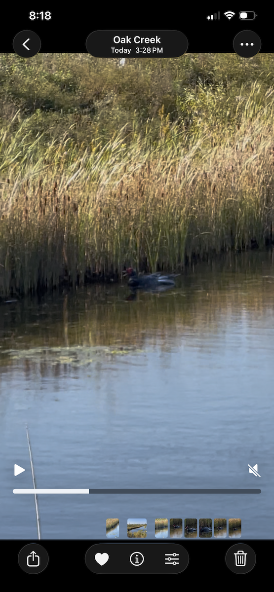 Muscovy Duck (Domestic type) - ML643256430