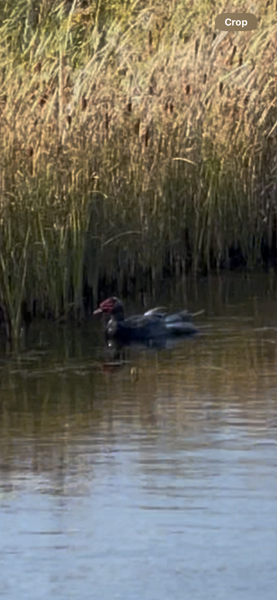 Muscovy Duck (Domestic type) - ML643256433