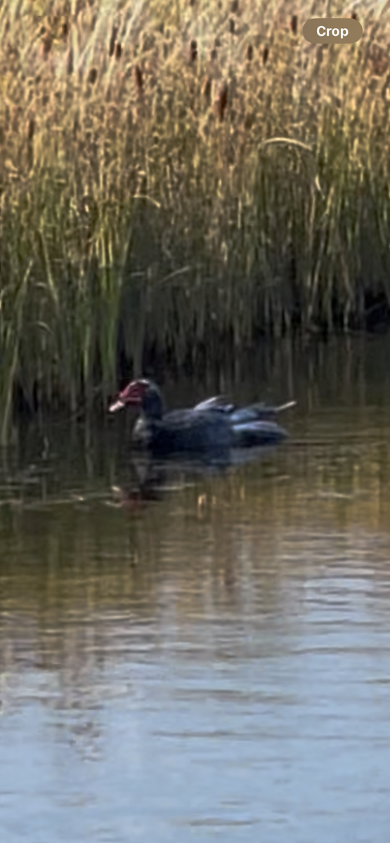 Muscovy Duck (Domestic type) - ML643256434
