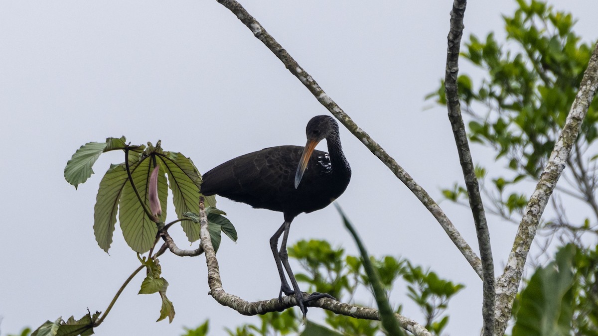 Limpkin - ML643256436
