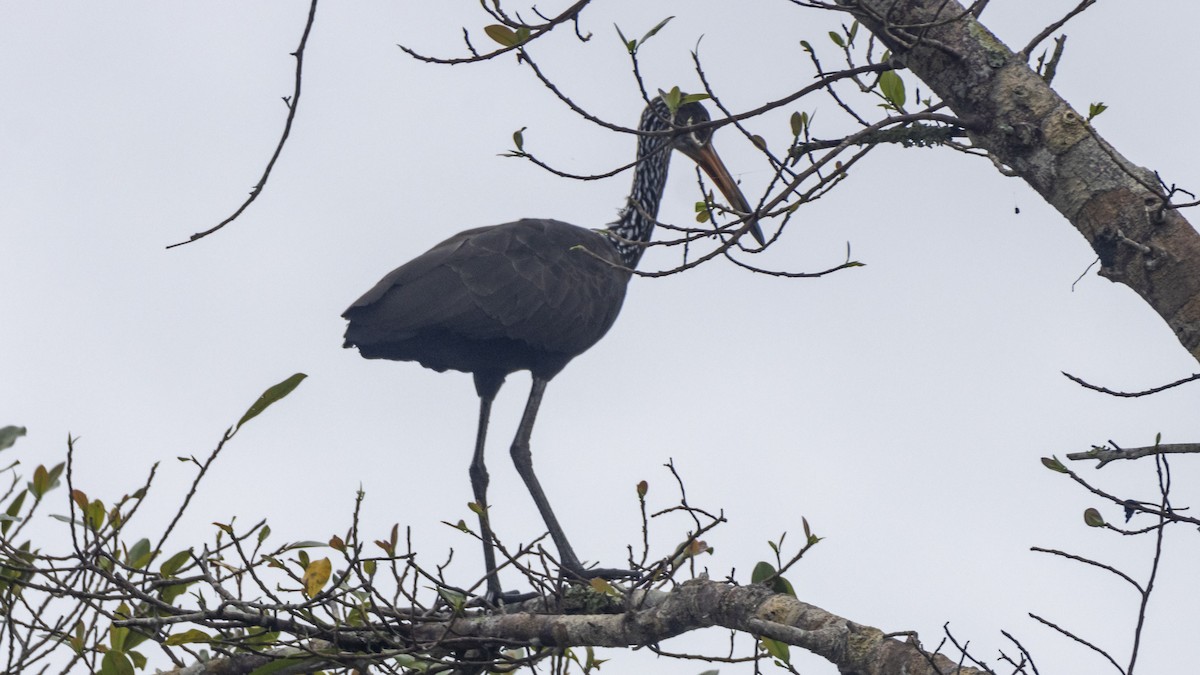 Limpkin - ML643256437