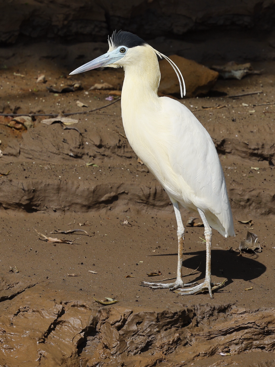 Capped Heron - ML643256438