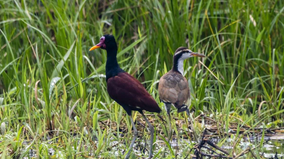 Wattled Jacana - ML643256452