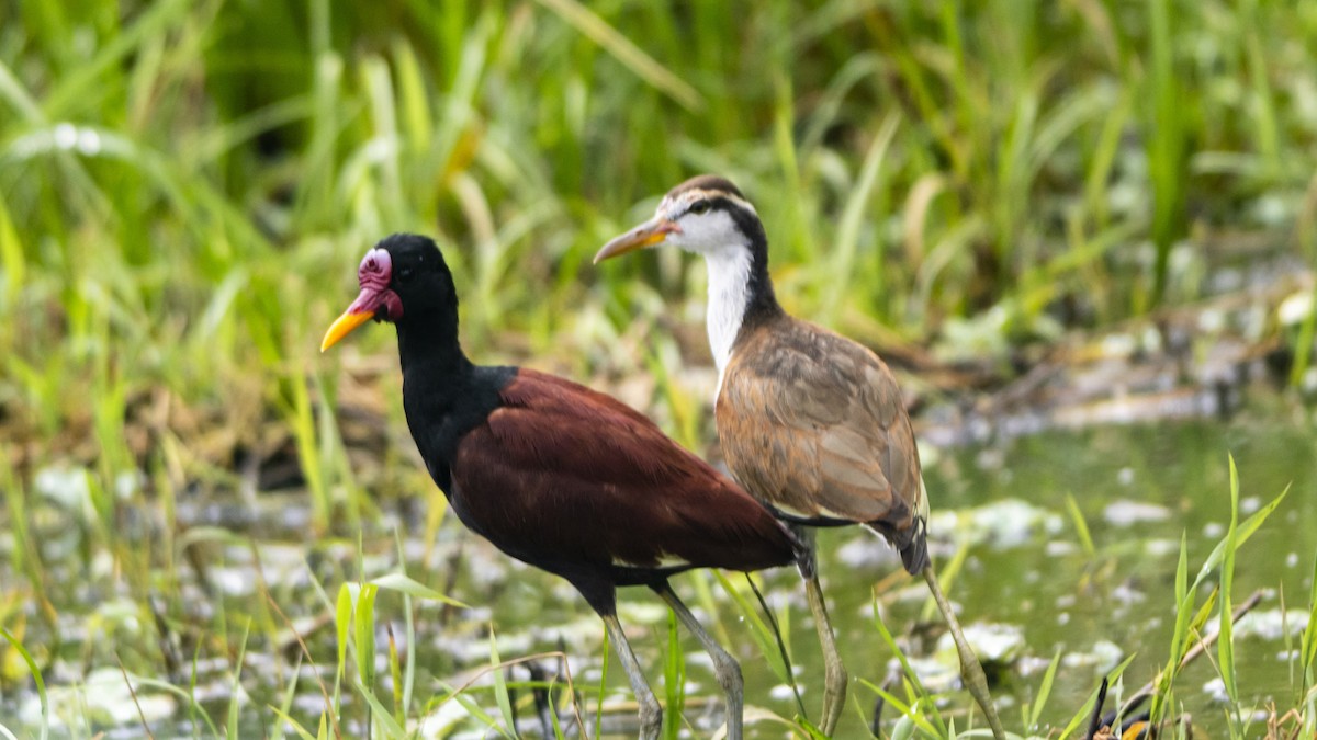 Wattled Jacana - ML643256453