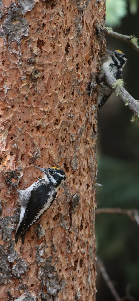 American Three-toed Woodpecker (Rocky Mts.) - ML643256455