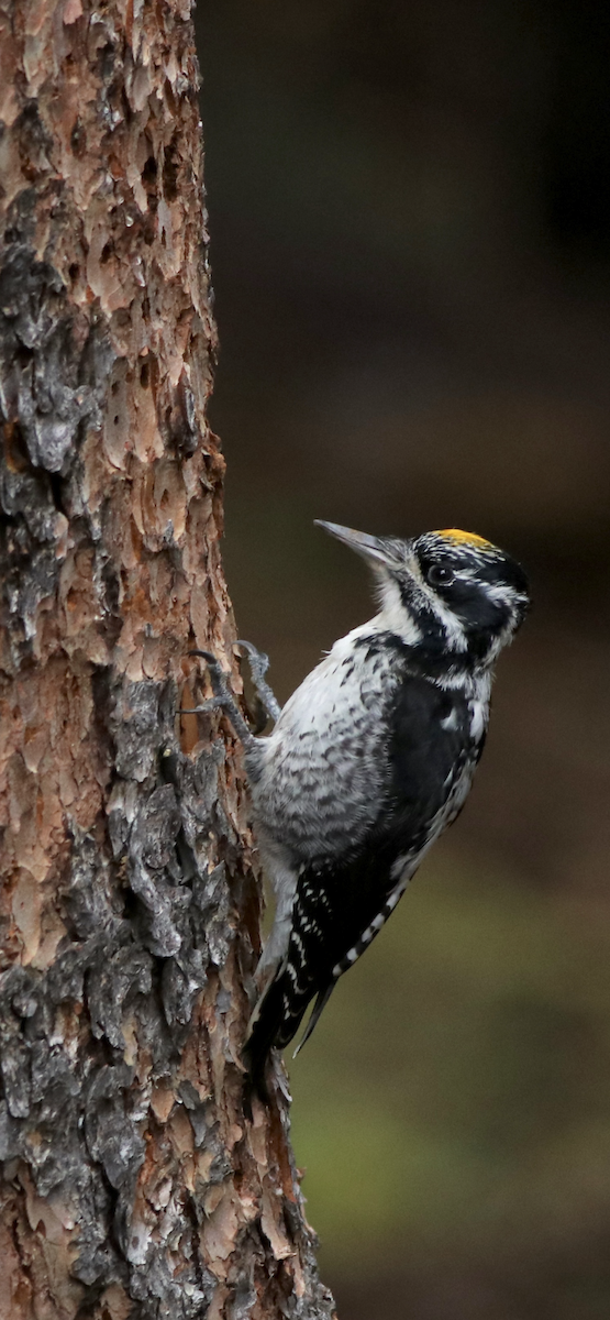 American Three-toed Woodpecker (Rocky Mts.) - ML643256460