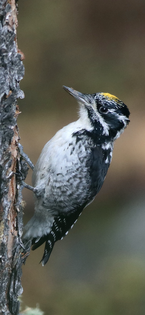 American Three-toed Woodpecker (Rocky Mts.) - ML643256462