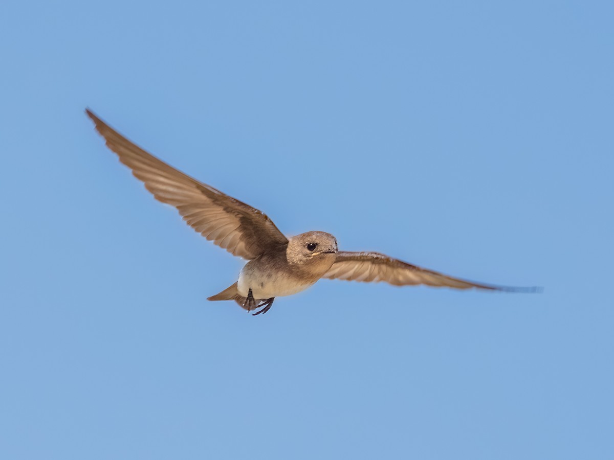 Northern Rough-winged Swallow - ML643256468