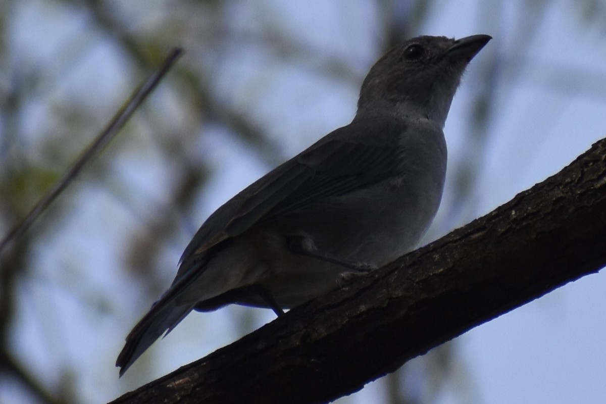 Tangara sayaca - ML643256481