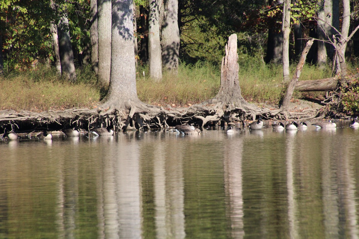 Greater White-fronted Goose - ML643256503