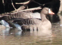 Greater White-fronted Goose - ML643256519