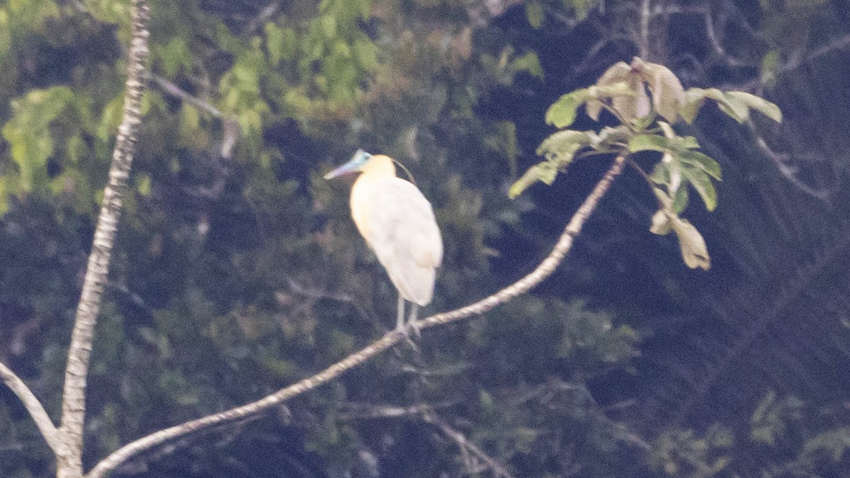 Capped Heron - ML643256526