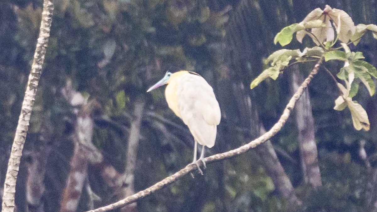 Capped Heron - ML643256527