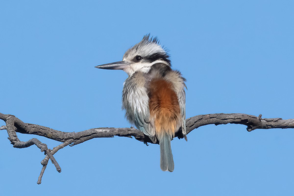 Red-backed Kingfisher - ML643256528