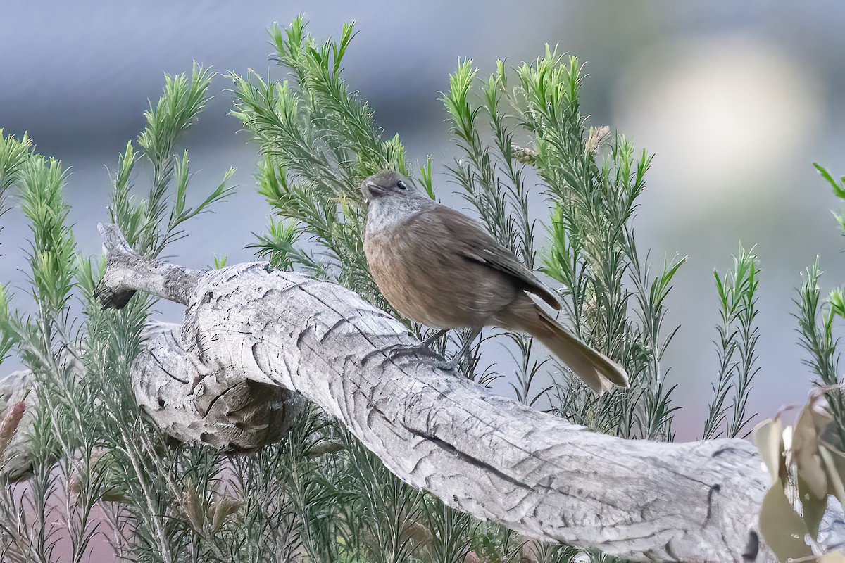 Olive Whistler - ML643256541