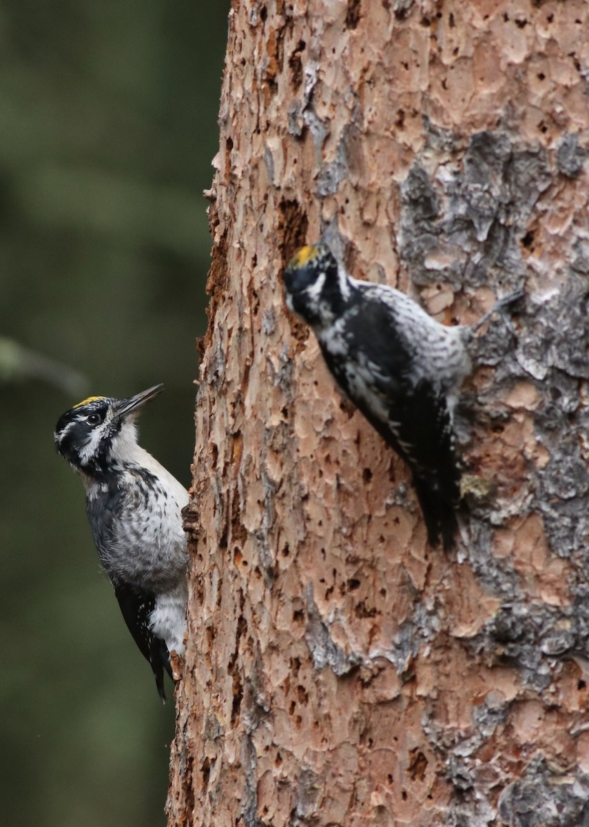 American Three-toed Woodpecker (Rocky Mts.) - ML643256546