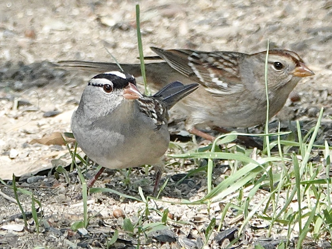 White-crowned Sparrow (oriantha) - ML643256555