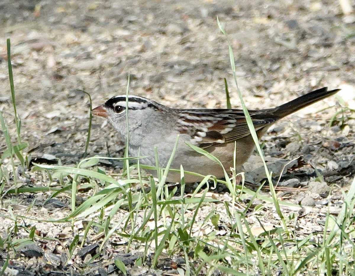 White-crowned Sparrow (oriantha) - ML643256556