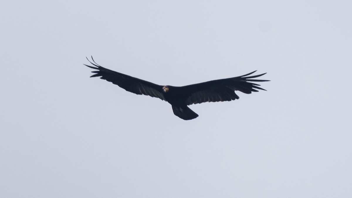 Greater Yellow-headed Vulture - ML643256557