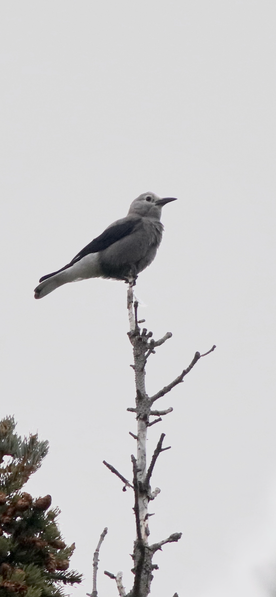Clark's Nutcracker - ML643256563