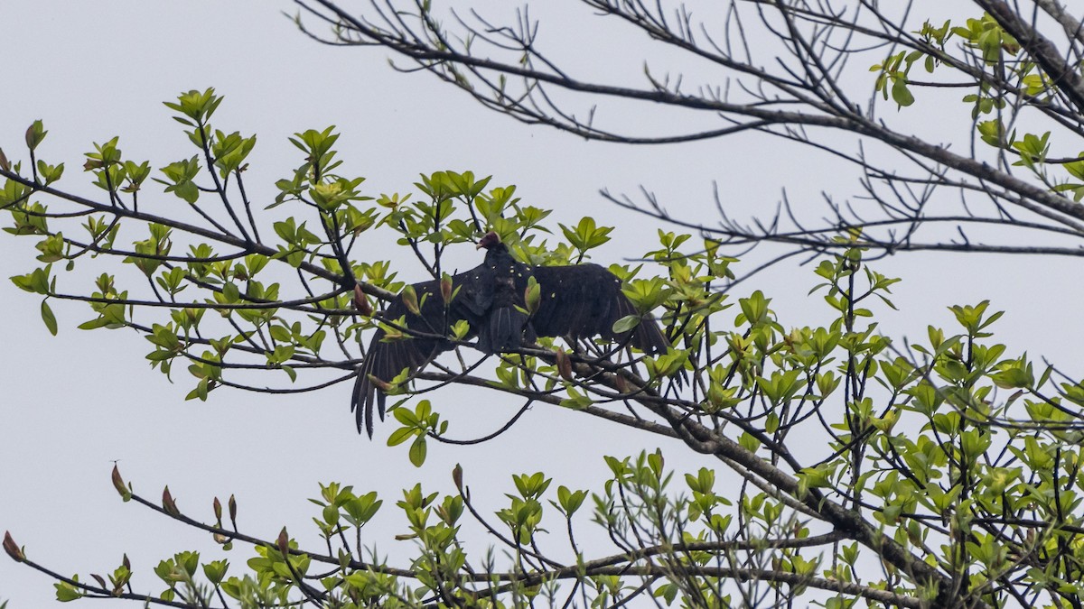Greater Yellow-headed Vulture - ML643256564