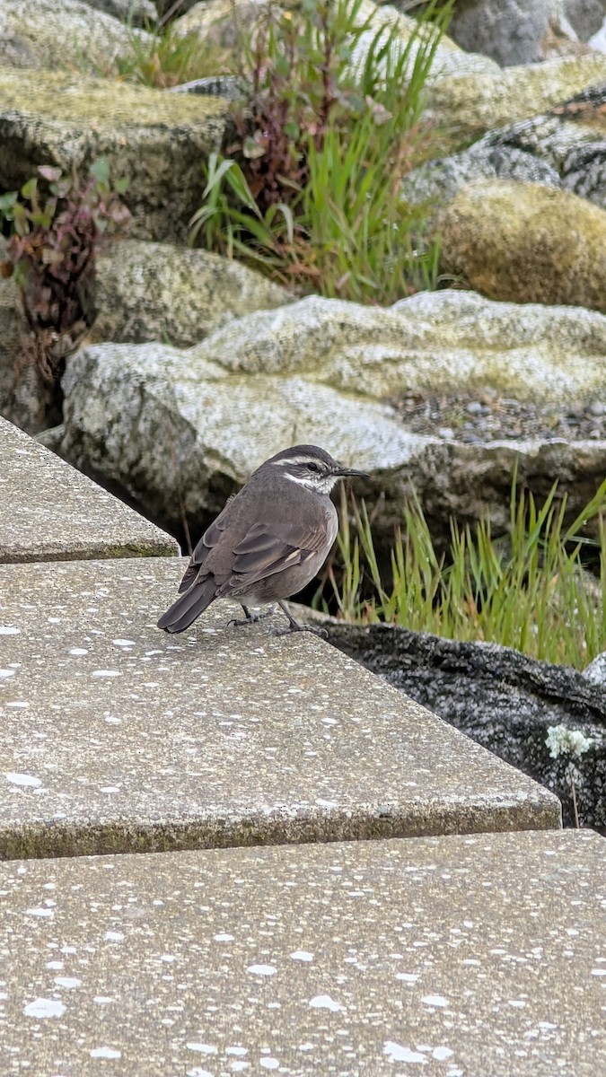 Dark-bellied Cinclodes - ML643256567