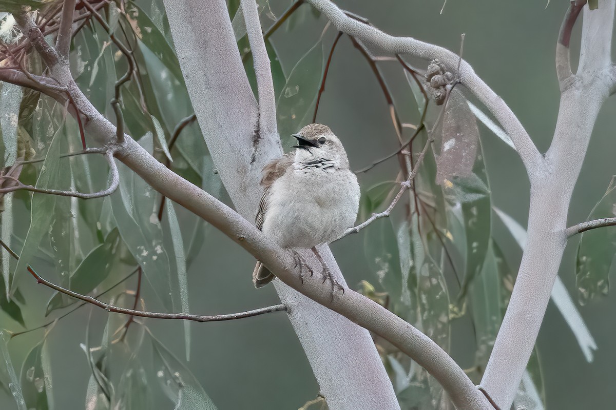 Rufous Songlark - ML643256572
