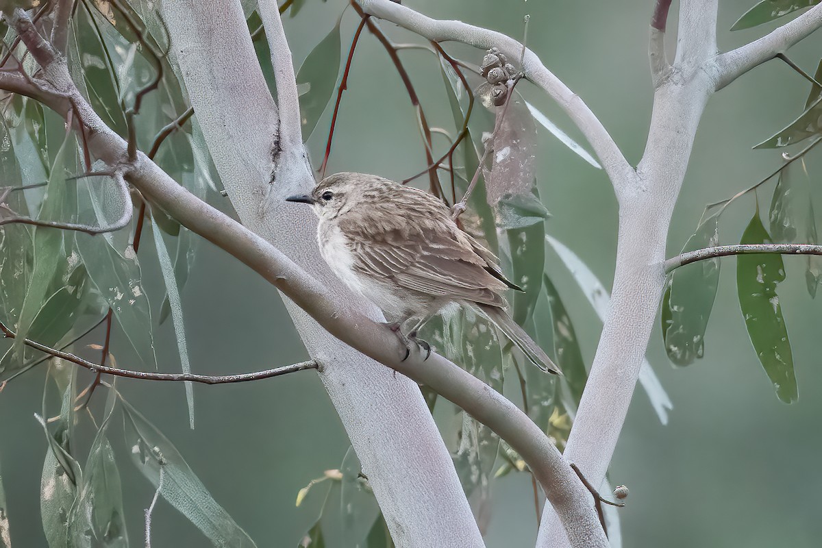 Rufous Songlark - ML643256573