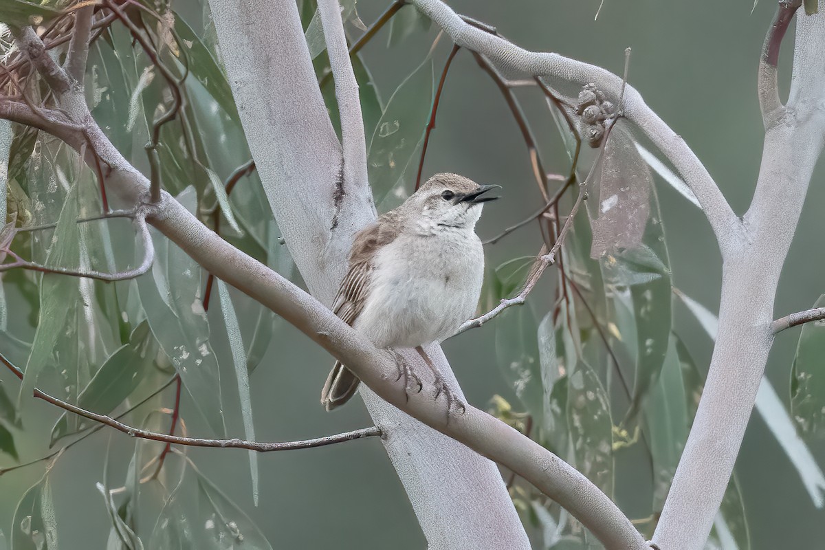 Rufous Songlark - ML643256574