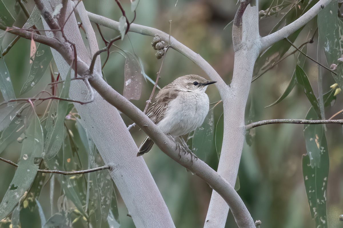 Rufous Songlark - ML643256575