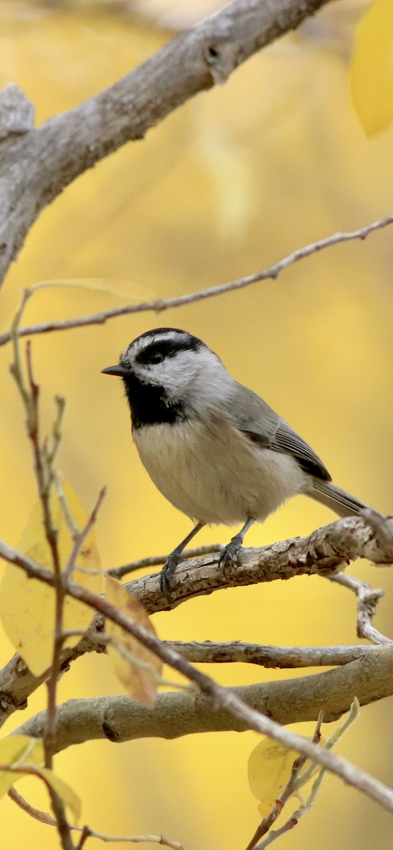 Mountain Chickadee (Rocky Mts.) - ML643256576