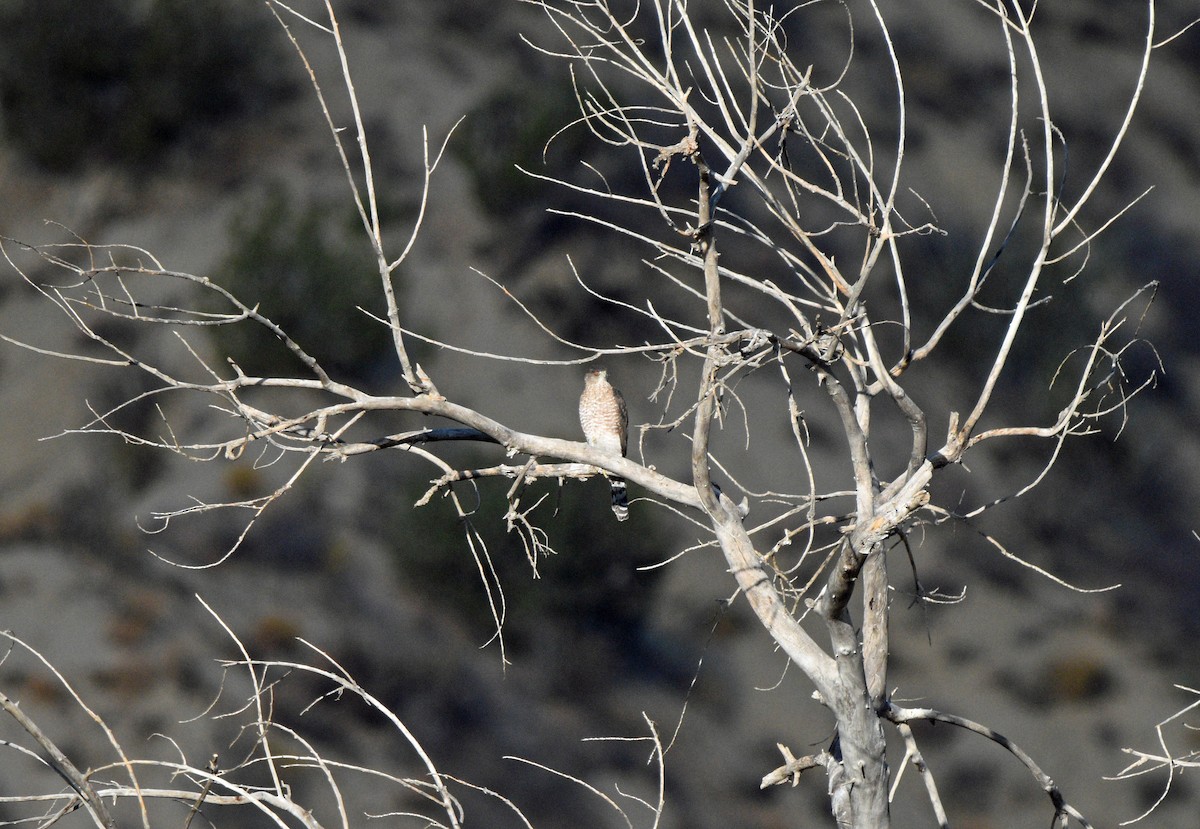Cooper's Hawk - ML643256578